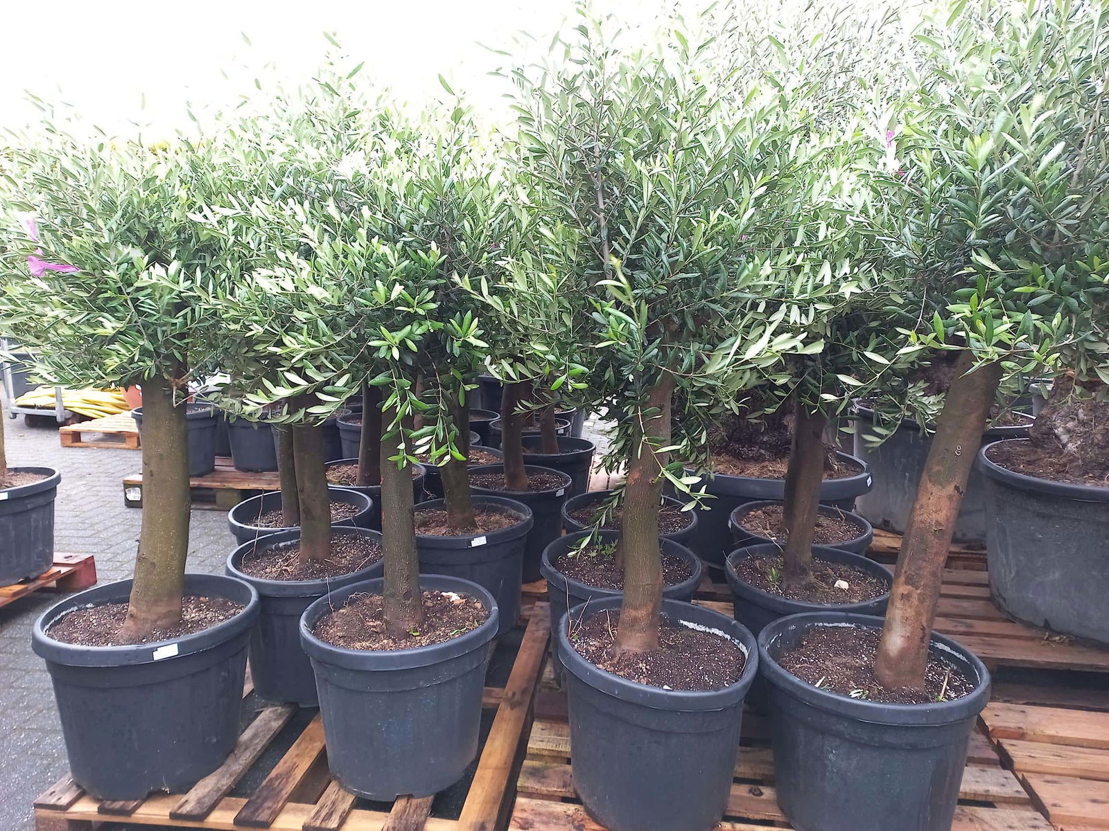 Olijfboom - Olea Europaea Florida