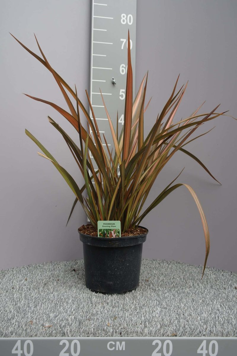 Phormium Tenax 'Evening Glow' - Nieuw-Zeelands Vlas