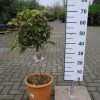 Photinia Fraseri 'Pink Crispy'