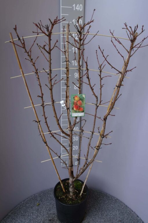 Prunus Persica foglia rossa -perzik op rek