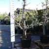 Pyrus Conference oude boom