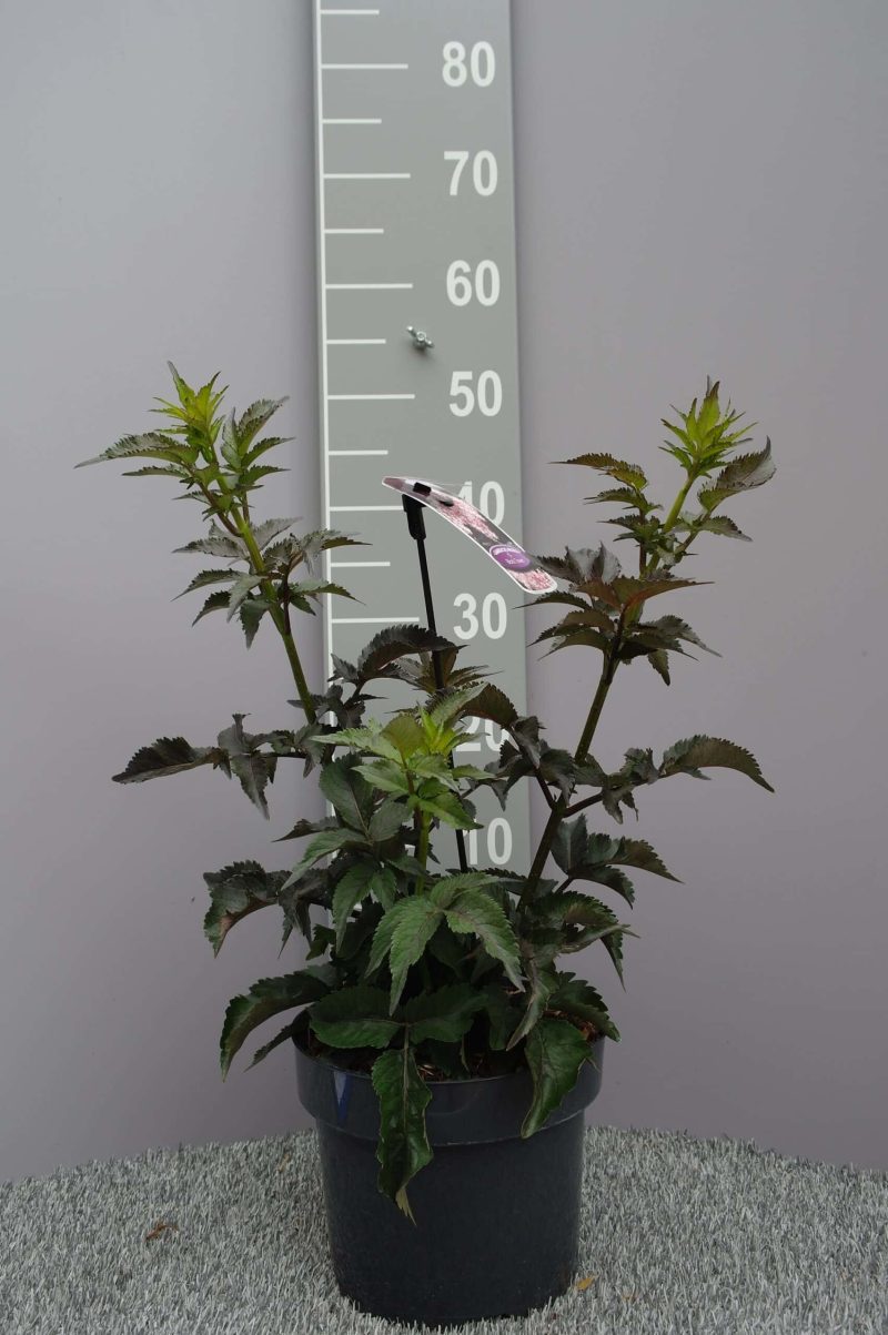 Sambucus Nigra 'Black Tower'