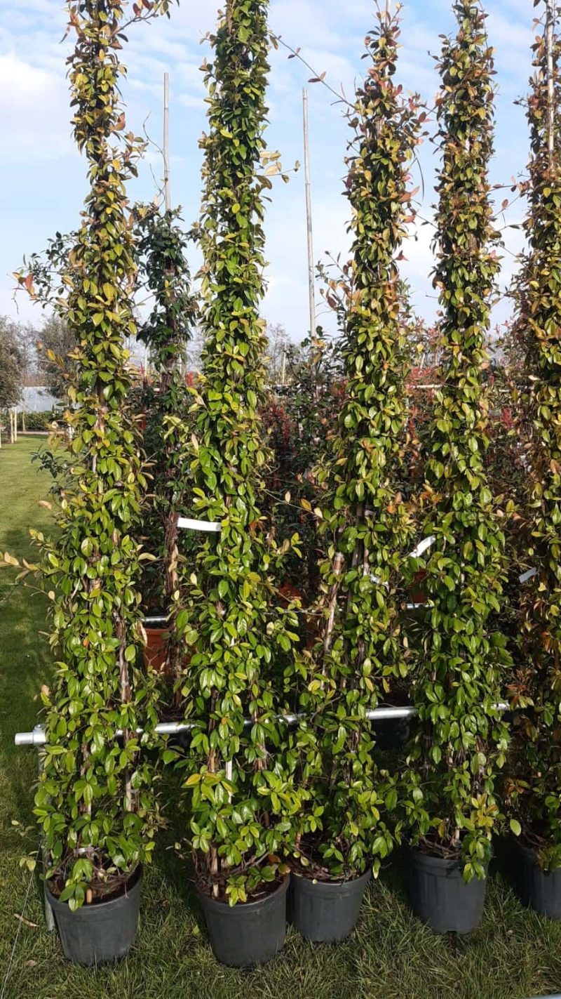 Trachelospermum Jasminoides 'Star of Toscane'