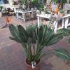 Strelitzia Reginae