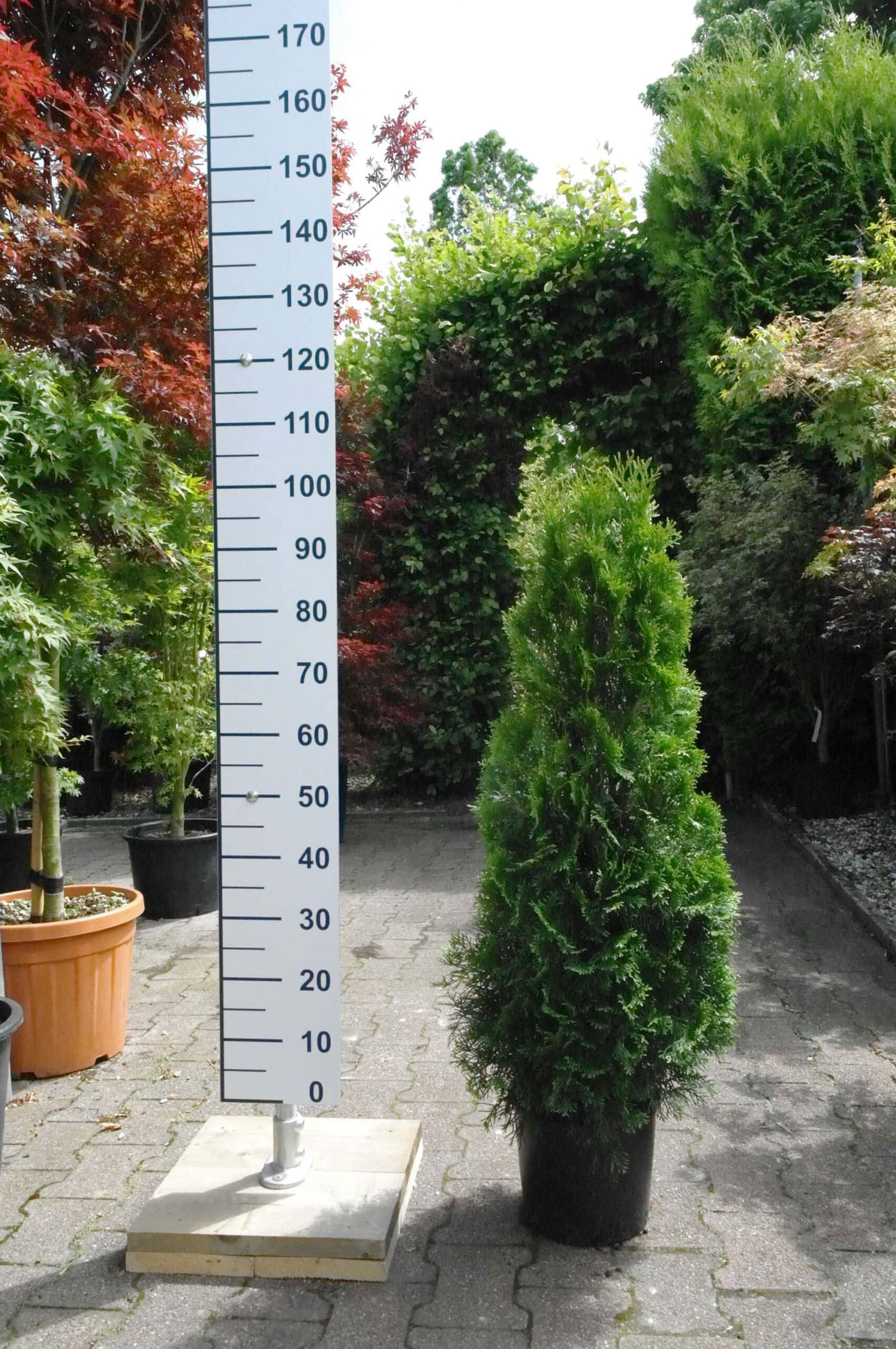 Thuja occidentalis Smaragd