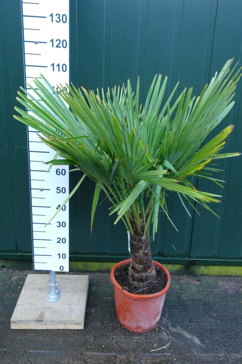 Palmboom Trachycarpus Fortunei (stam 30-40 cm)
