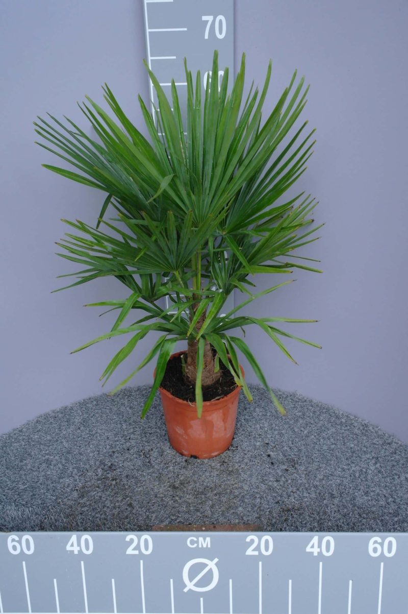 Palmboom Trachycarpus Fortunei (totaal 60-70 cm hoog)