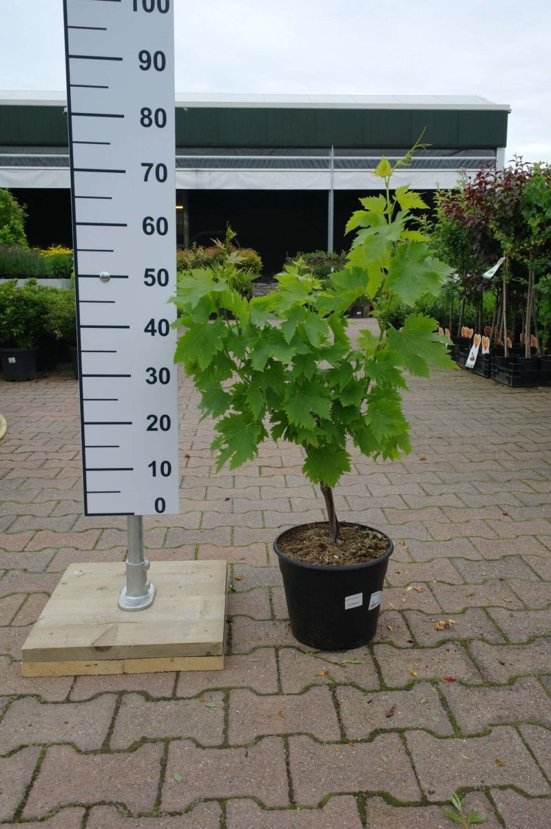 Vitis Vinifera witte druif mini stam