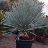 Yucca Rostrata