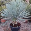 Yucca Rostrata