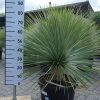 Yucca Rostrata