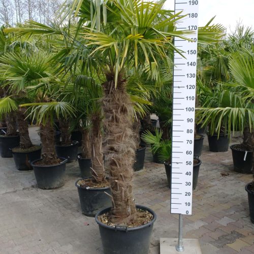 Palmboom Trachycarpus Fortunei (stam 110-120 cm)