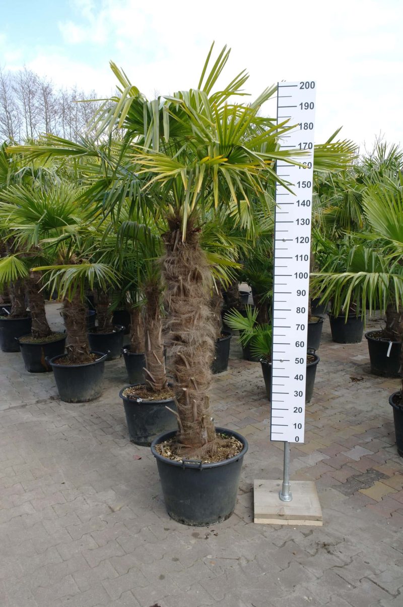 Palmboom Trachycarpus Fortunei (stam 110-120 cm)