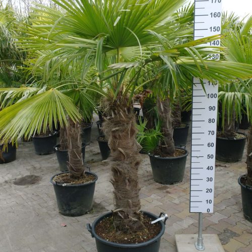 Palmboom Trachycarpus Fortunei (stam 80 - 90 cm)