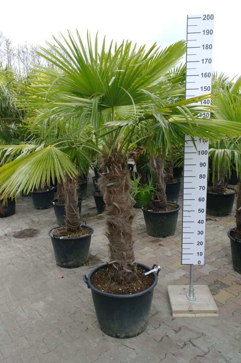 Palmboom Trachycarpus Fortunei (stam 80 - 90 cm)
