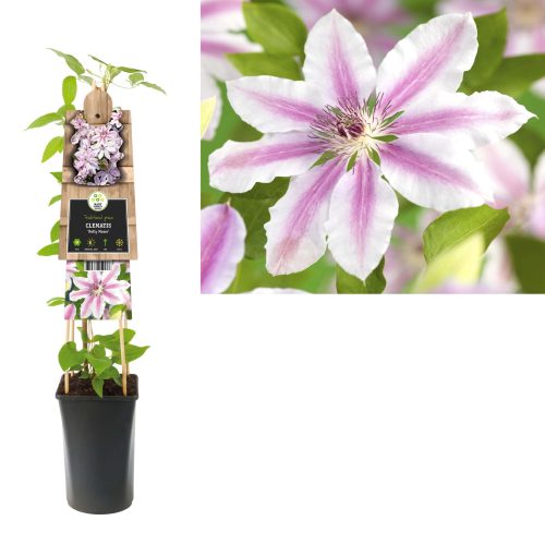 Clematis 'Prince Charles'