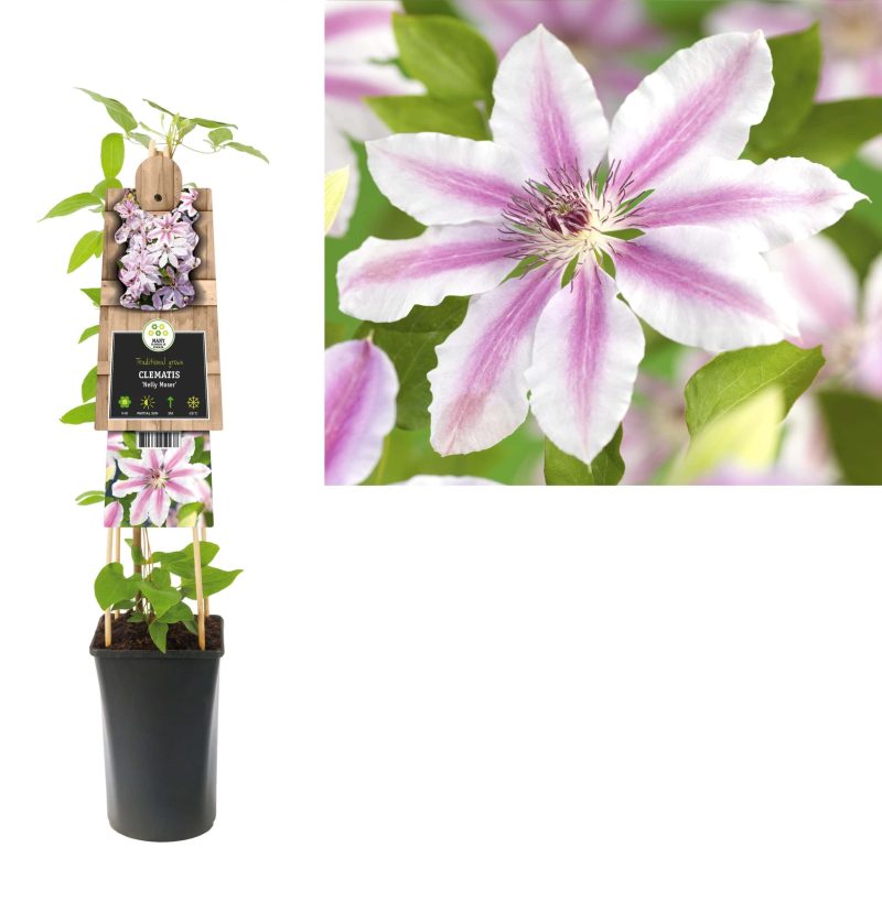 Clematis 'Prince Charles'