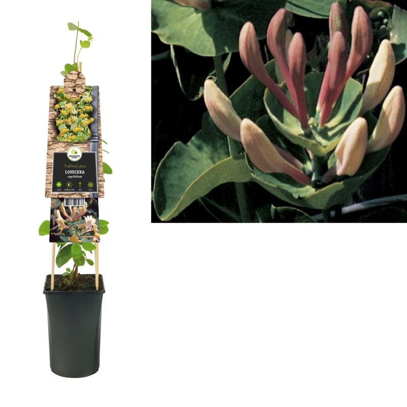 Lonicera 'Caprifolium' - Struikkamperfoelie