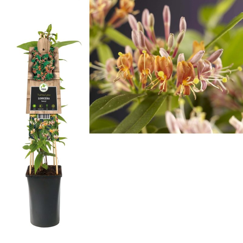 Lonicera Henryi - Struikkamperfoelie