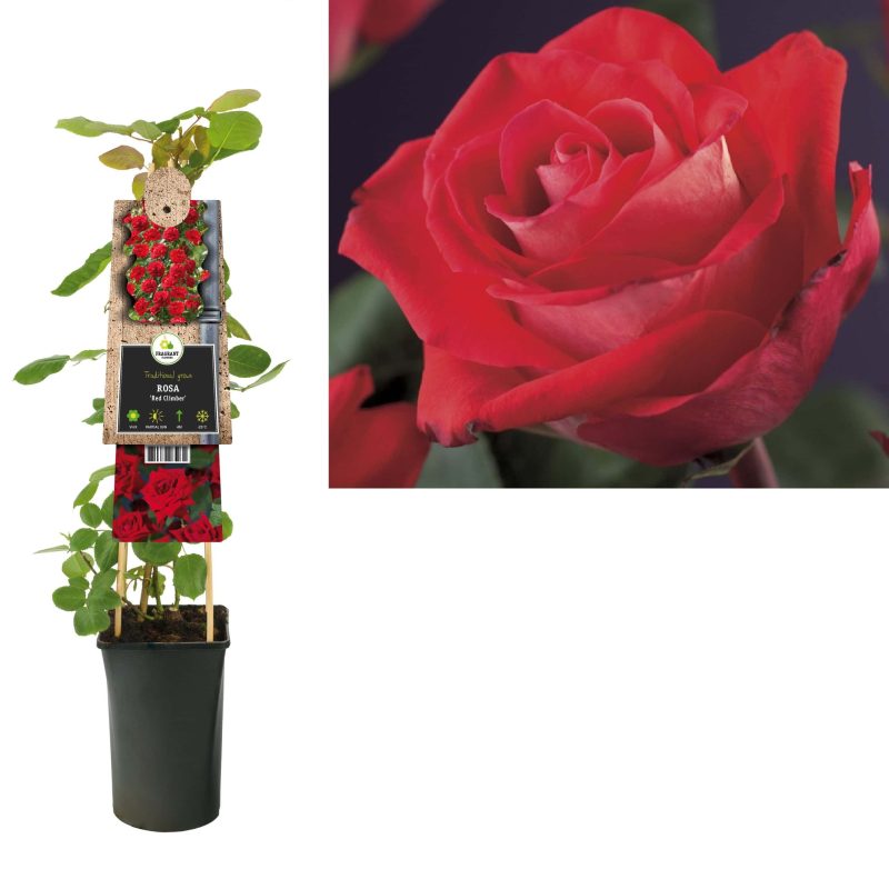Rosa 'Red Climber' - Roos