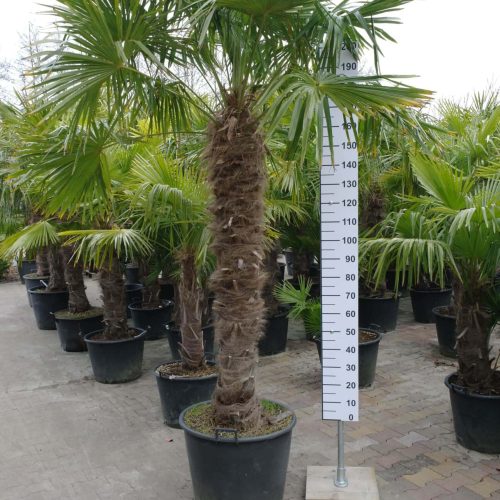Palmboom Trachycarpus Fortunei (stam 150-160 cm)