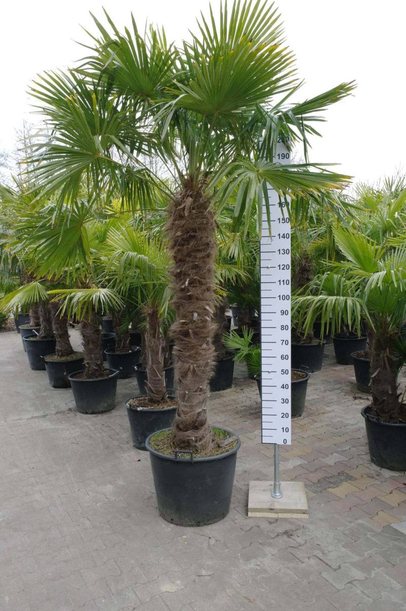 Palmboom Trachycarpus Fortunei (stam 160 - 170 cm)