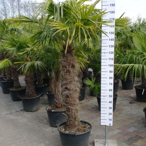 Palmboom Trachycarpus Fortunei (stam 130-140 cm)