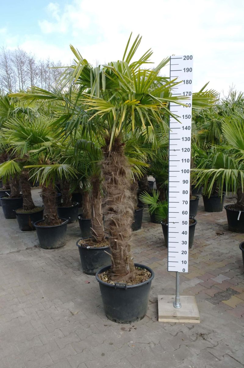 Palmboom Trachycarpus Fortunei (stam 130-140 cm)