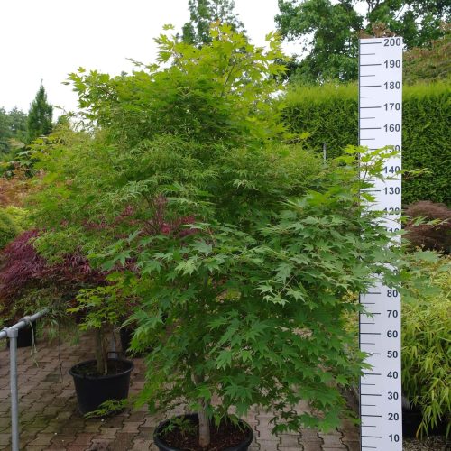 Acer palmatum 'Kaba' (Japanse esdoorn)