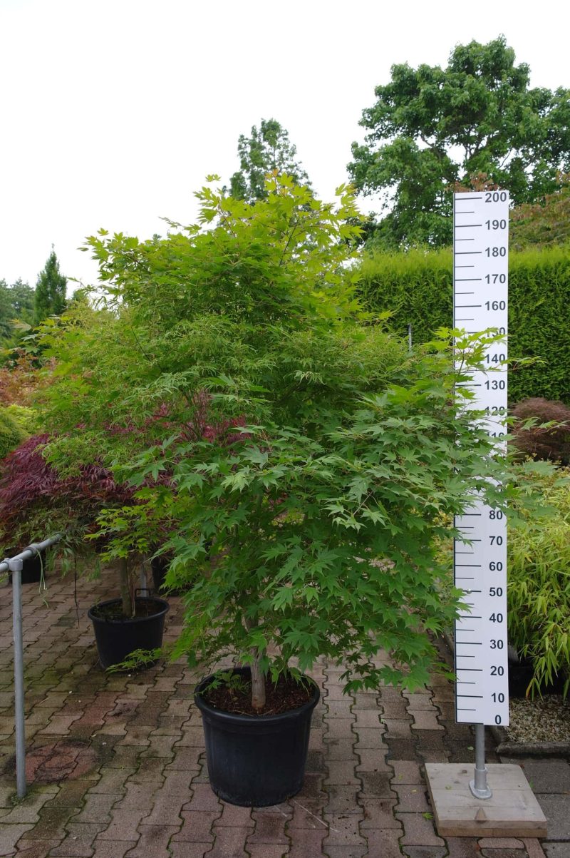 Acer palmatum 'Kaba' (Japanse esdoorn)