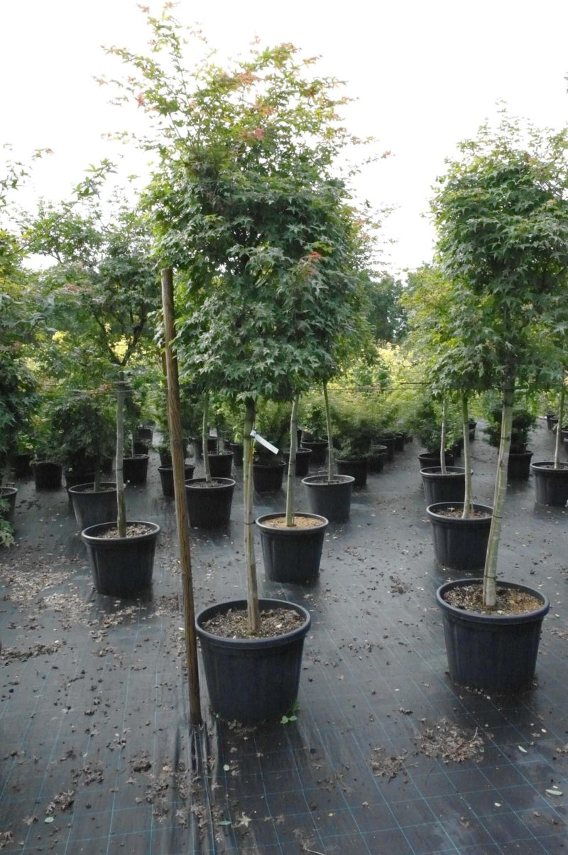 Acer palmatum Beni-maiko (Japanse esdoorn)