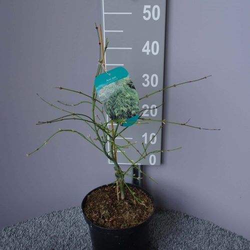 Acer palmatum 'Dissectum' (Japanse esdoorn)
