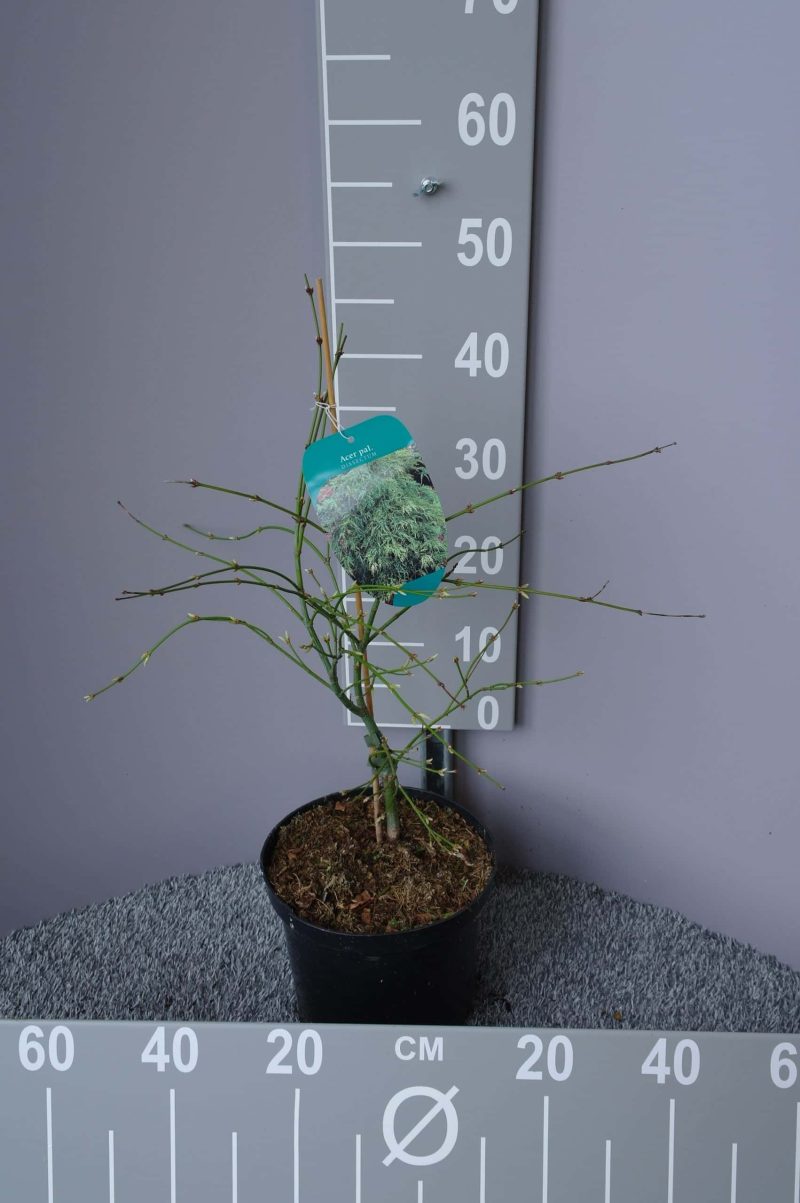 Acer palmatum 'Dissectum' (Japanse esdoorn)