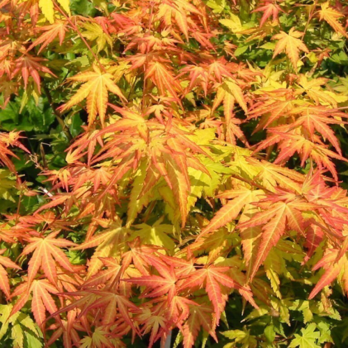 Acer palmatum Orange Dream