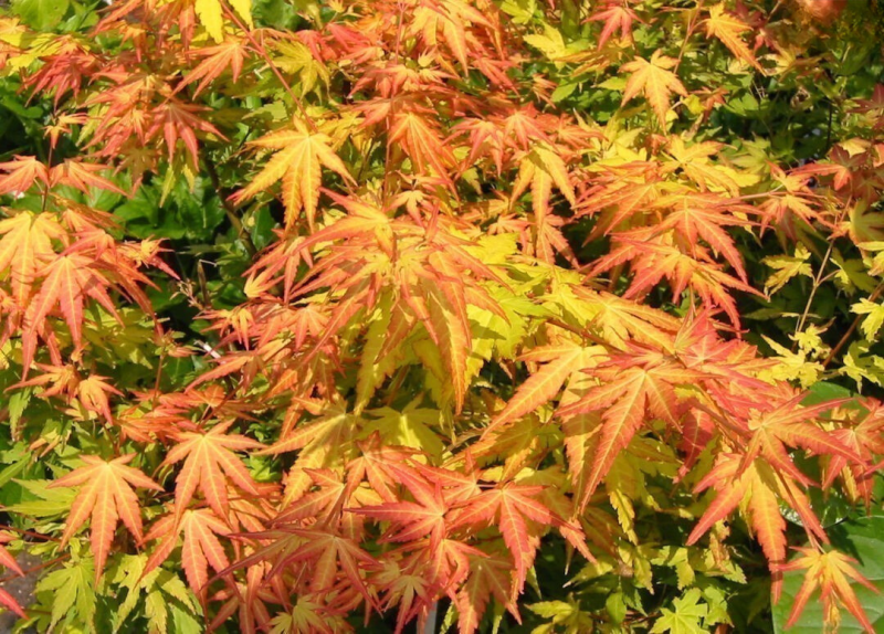Acer palmatum Orange Dream
