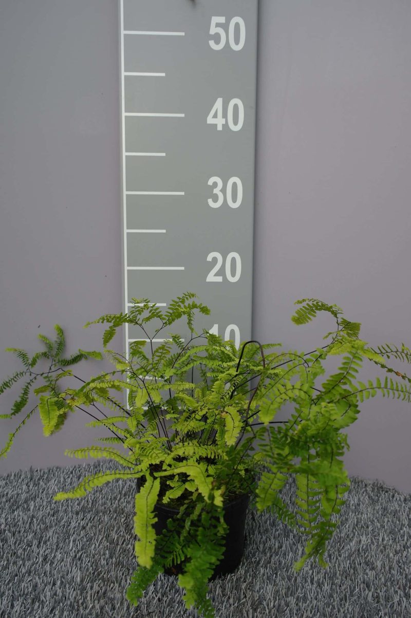 Adiantum Pedatum 'Imbricatum'