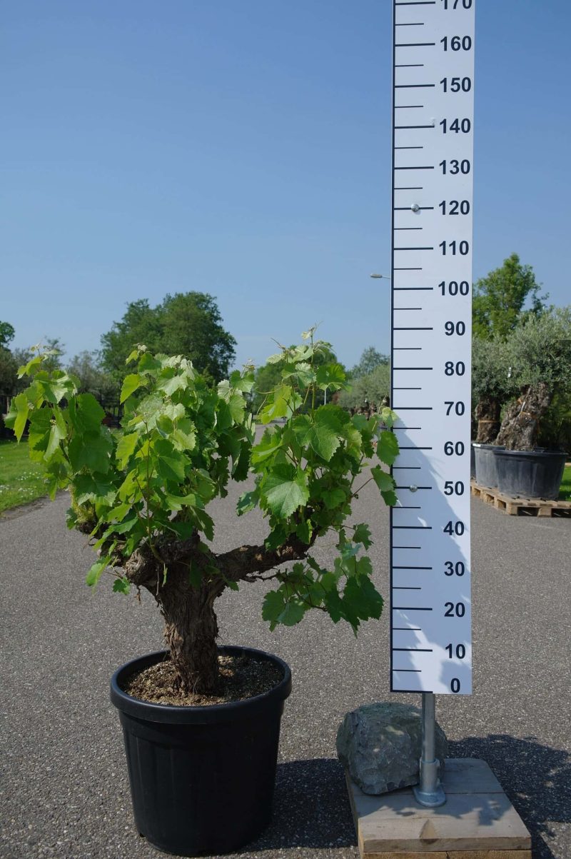 Vitis Vinifera - druivenrank