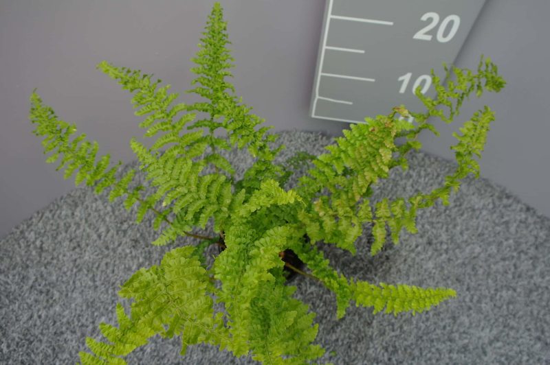 Dryopteris X Complexa 'Stableri'