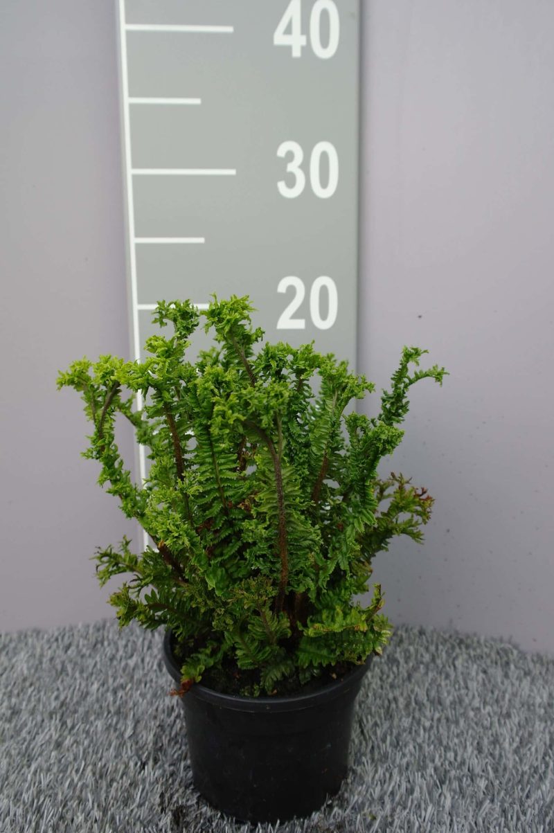 Dryopteris aff. Çrispa Cong. Grandiceps'