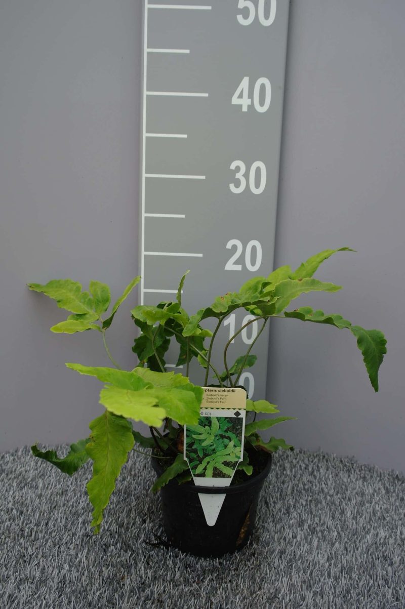 Dryopteris Sieboldii
