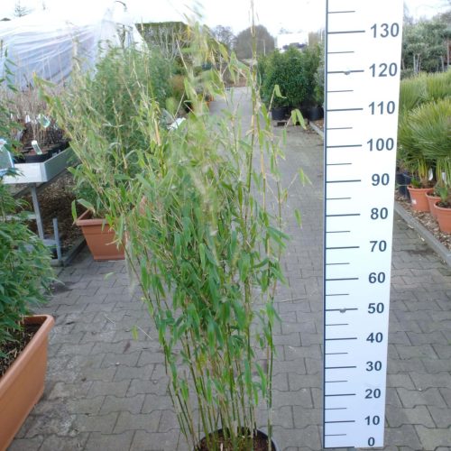 Fargesia spathacea ‘Ivory Ibis’® (Niet woekerende bamboe)