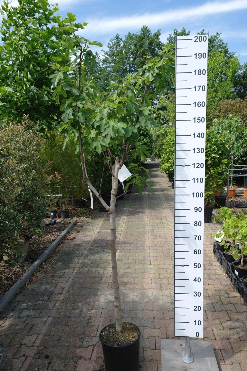 Ficus Carica 'Del Portogallo' op stam