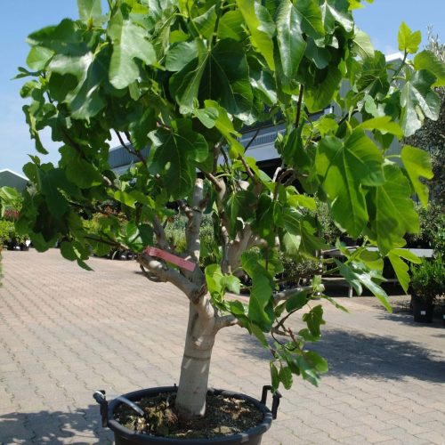 Ficus Carica