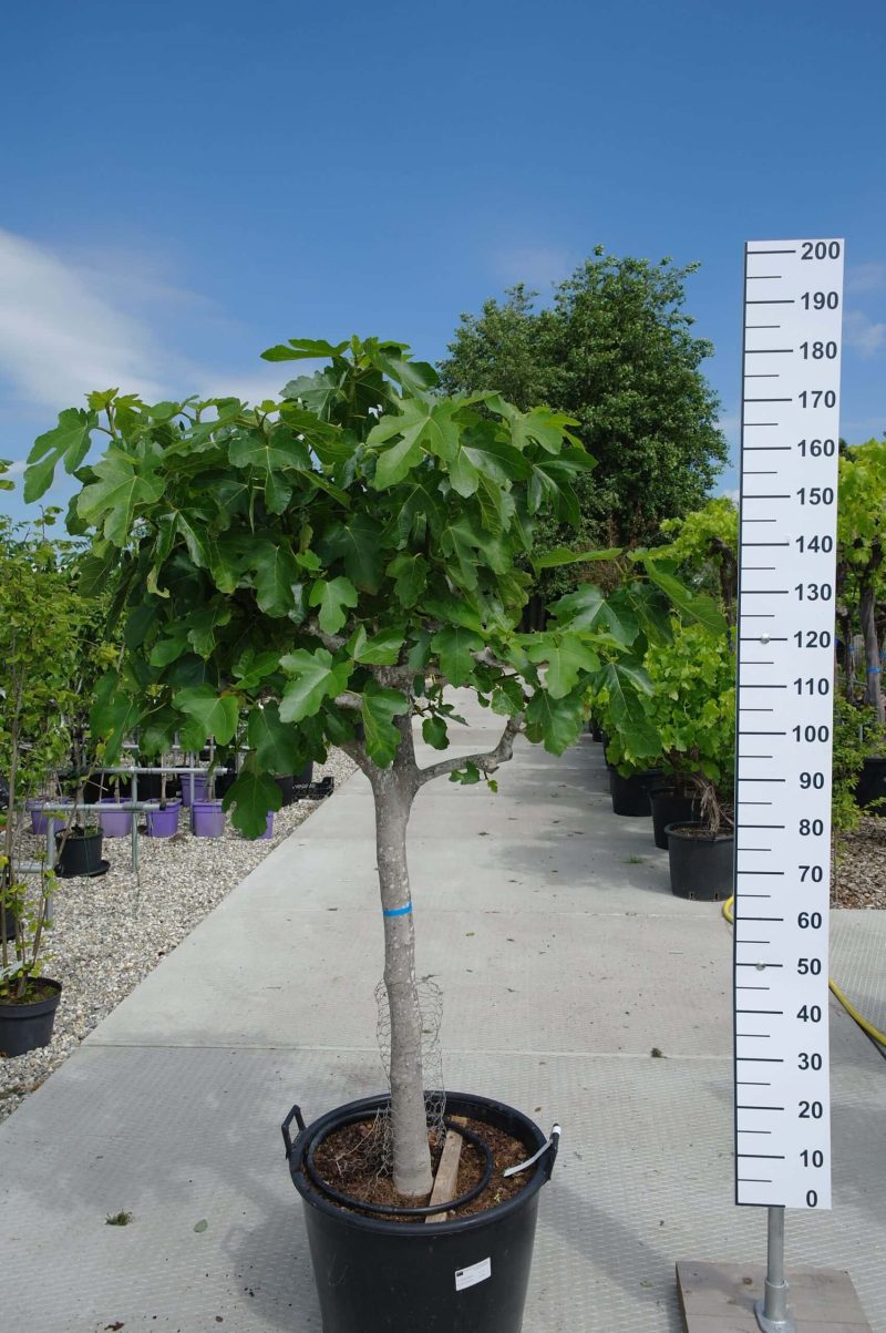 Ficus Carica