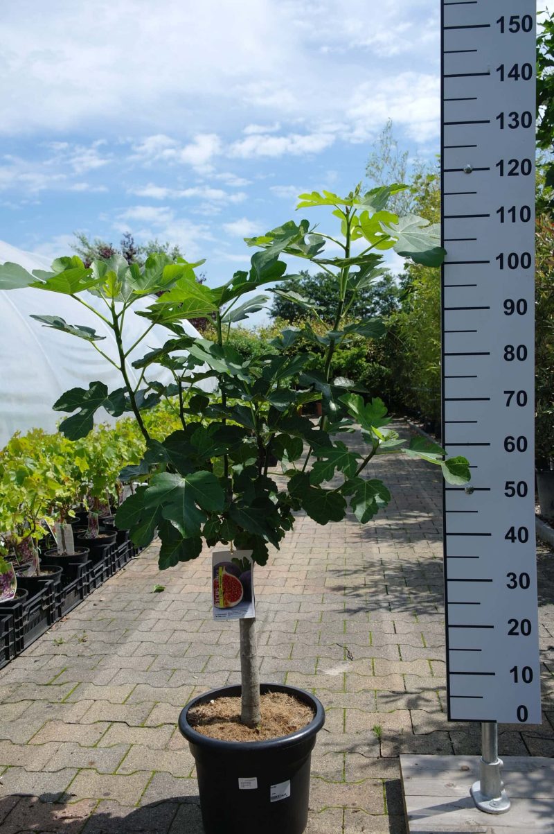 Ficus Carica