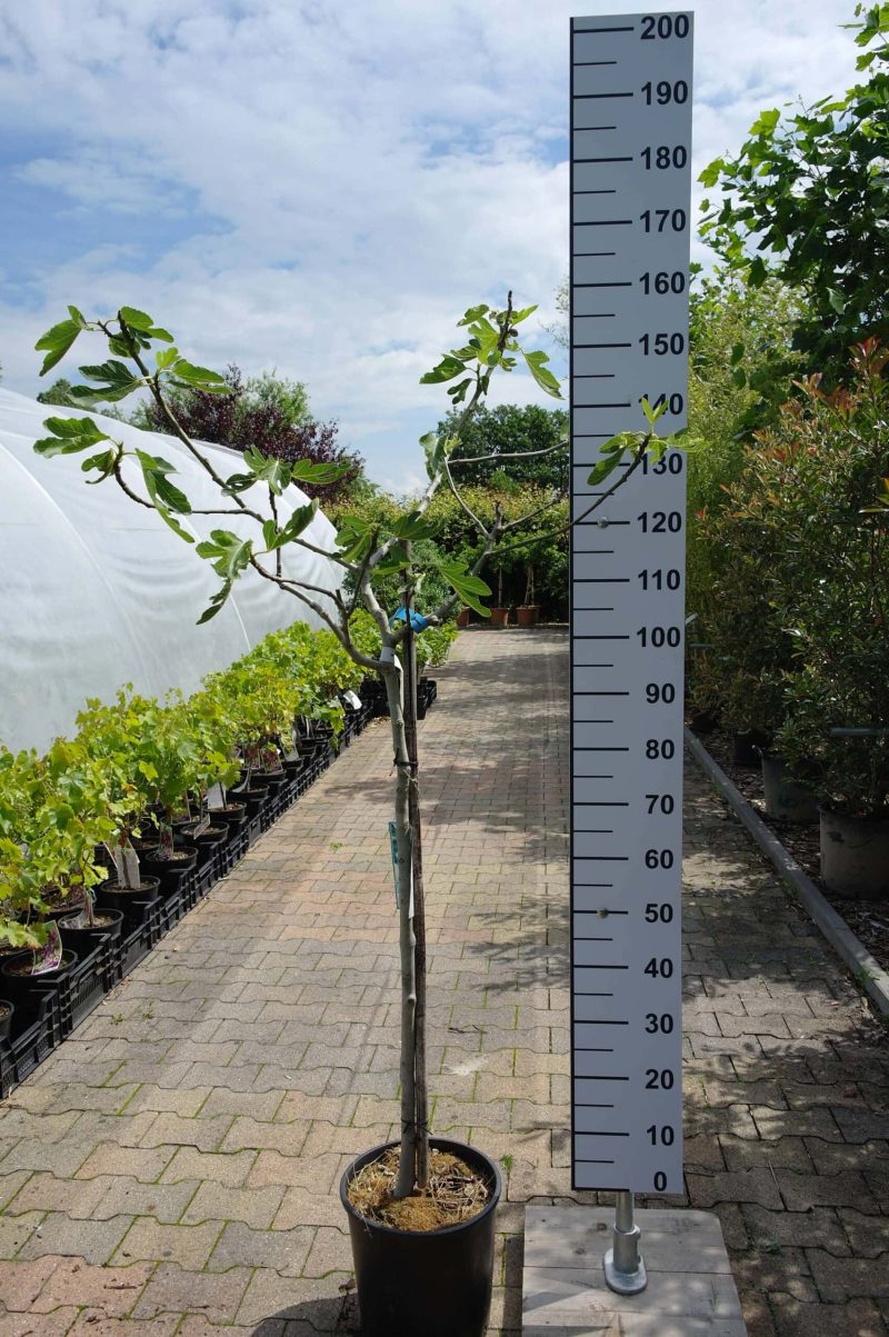 Ficus Carica 'Osborn Prolific'