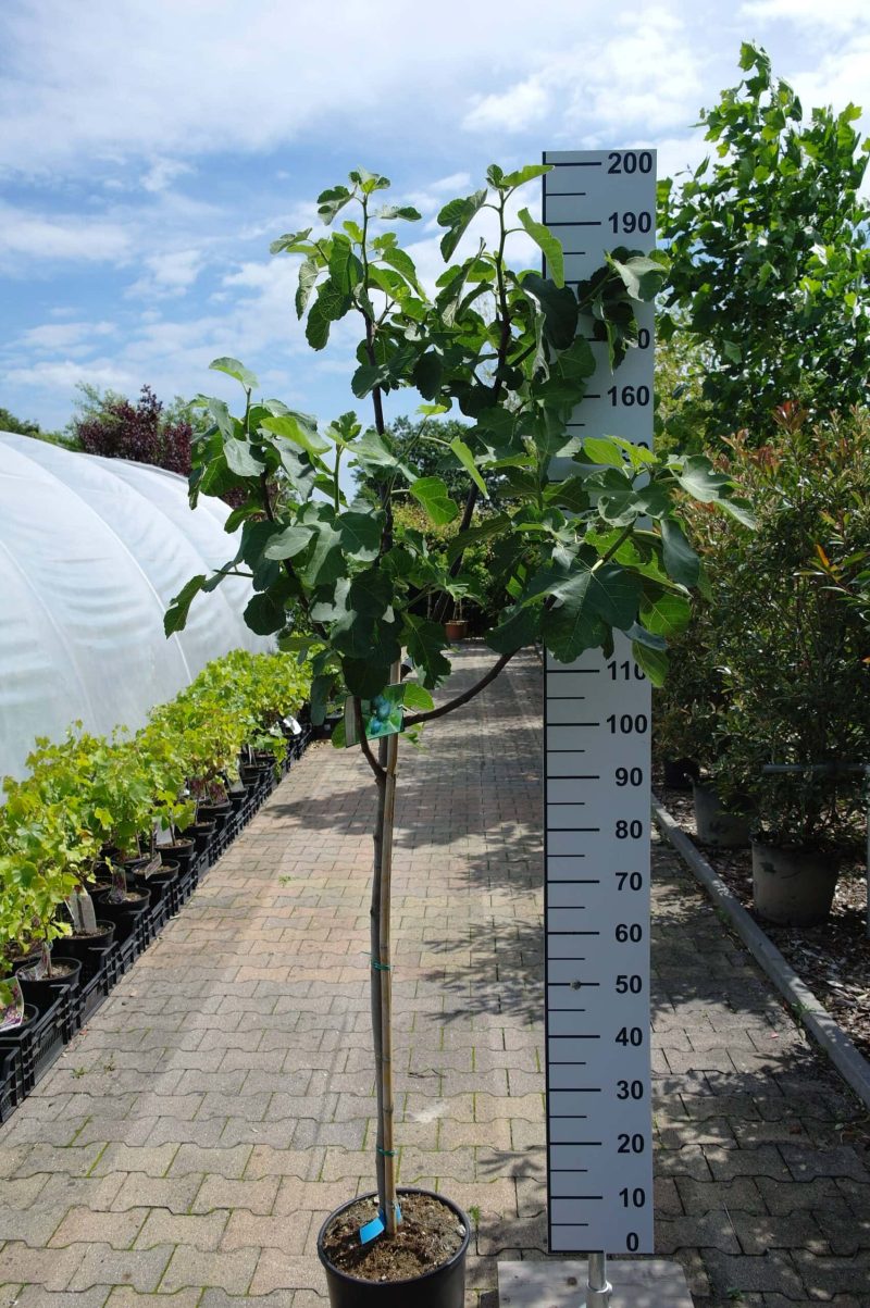 Ficus Carica 'Violette Dauphine' op stam