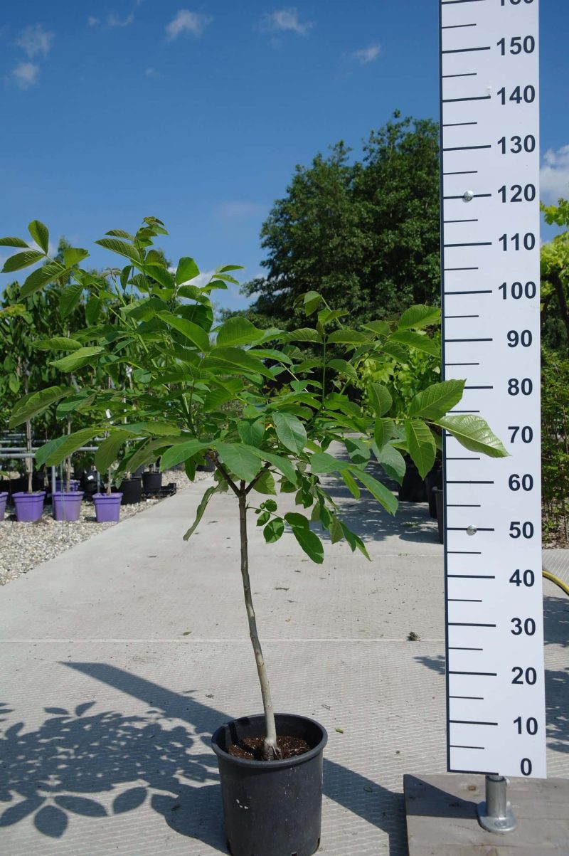 Juglans Nigra - walnoot