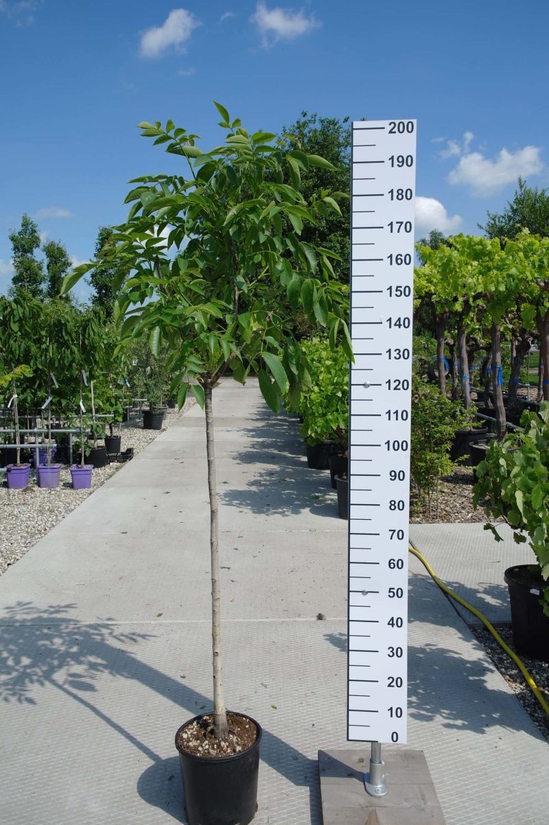 Juglans Regia - walnoot