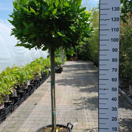 Laurus Nobilis op stam - Keukenlaurier